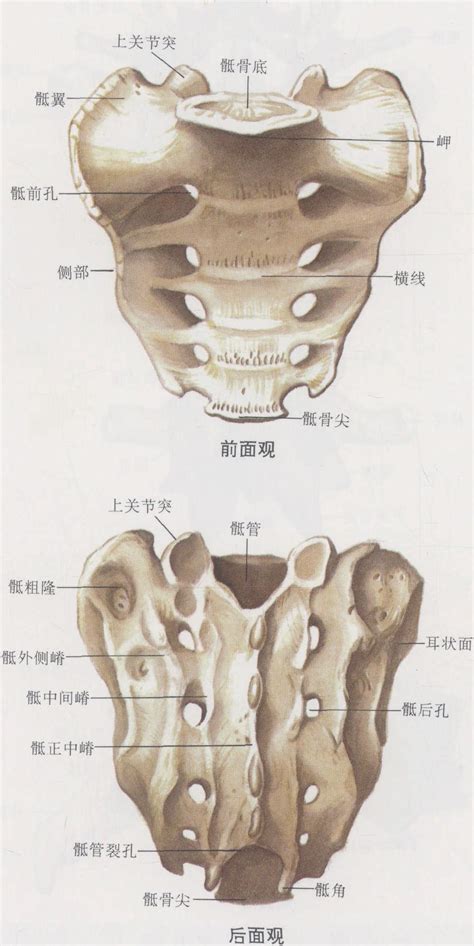 尾骶骨凹陷保險